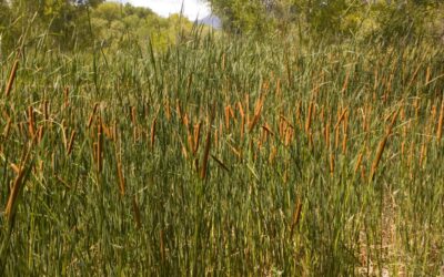 Why Is My Detention Pond Full Of Cattails…And How Do I Fix it?
