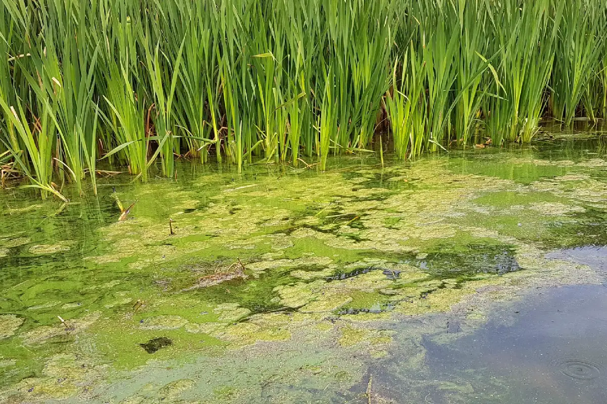 Detention Pond Repair & Maintenance